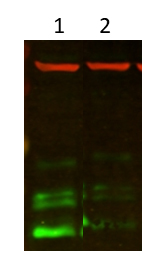 western blot