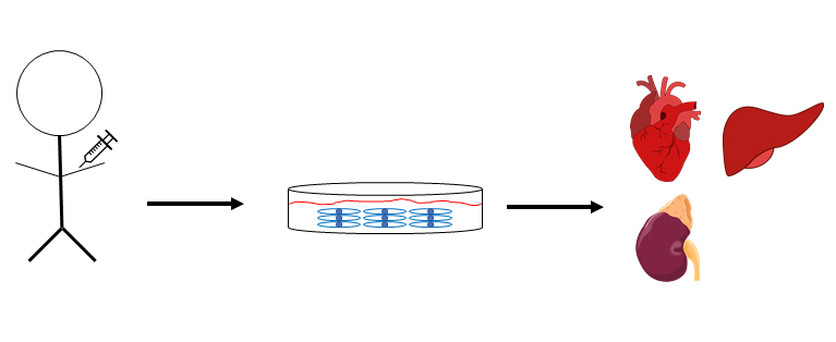 stem cells for organ regeneration