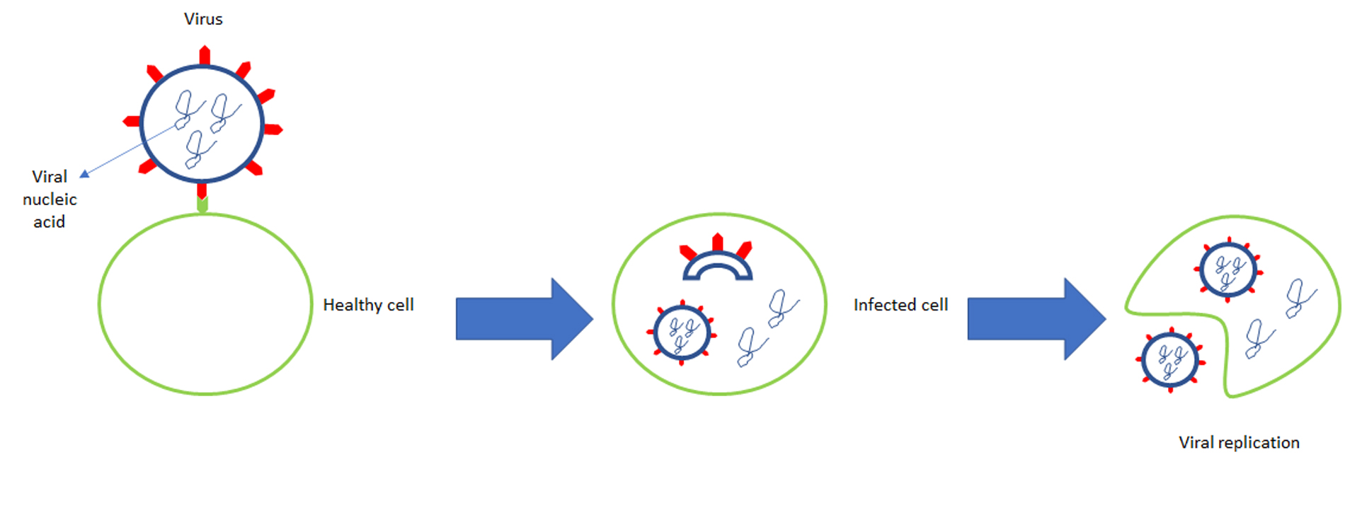 figure 2 how virus reflects and replicates