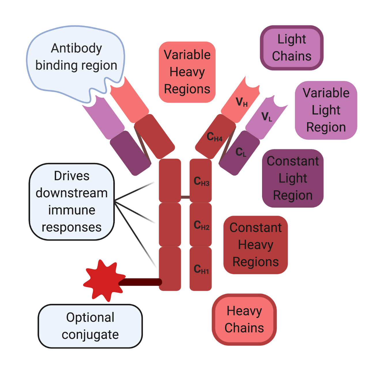 antibody structure
