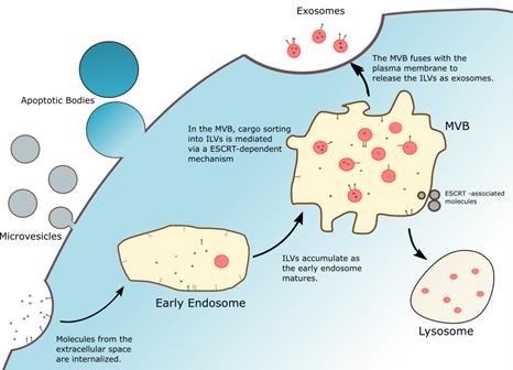 Three subclasses of extracellular vesicles