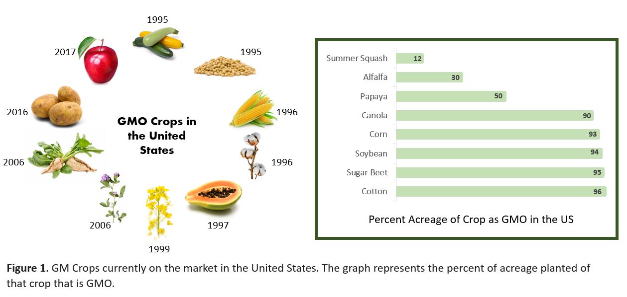 What are GM crops and how is it done?