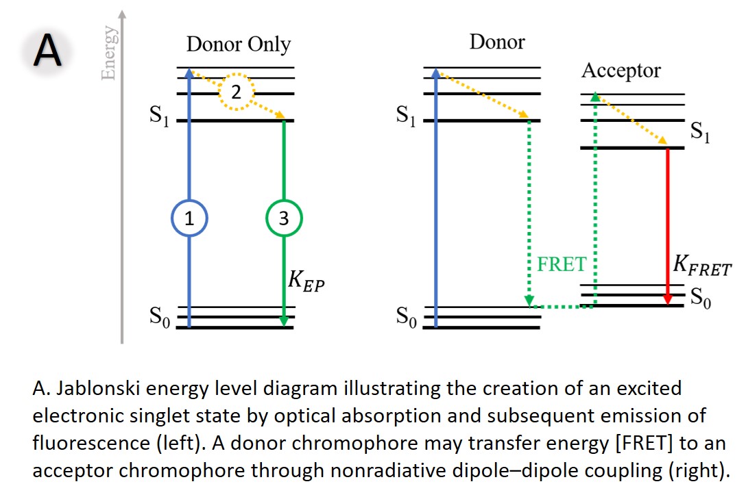 Jablonski energy level diagram
