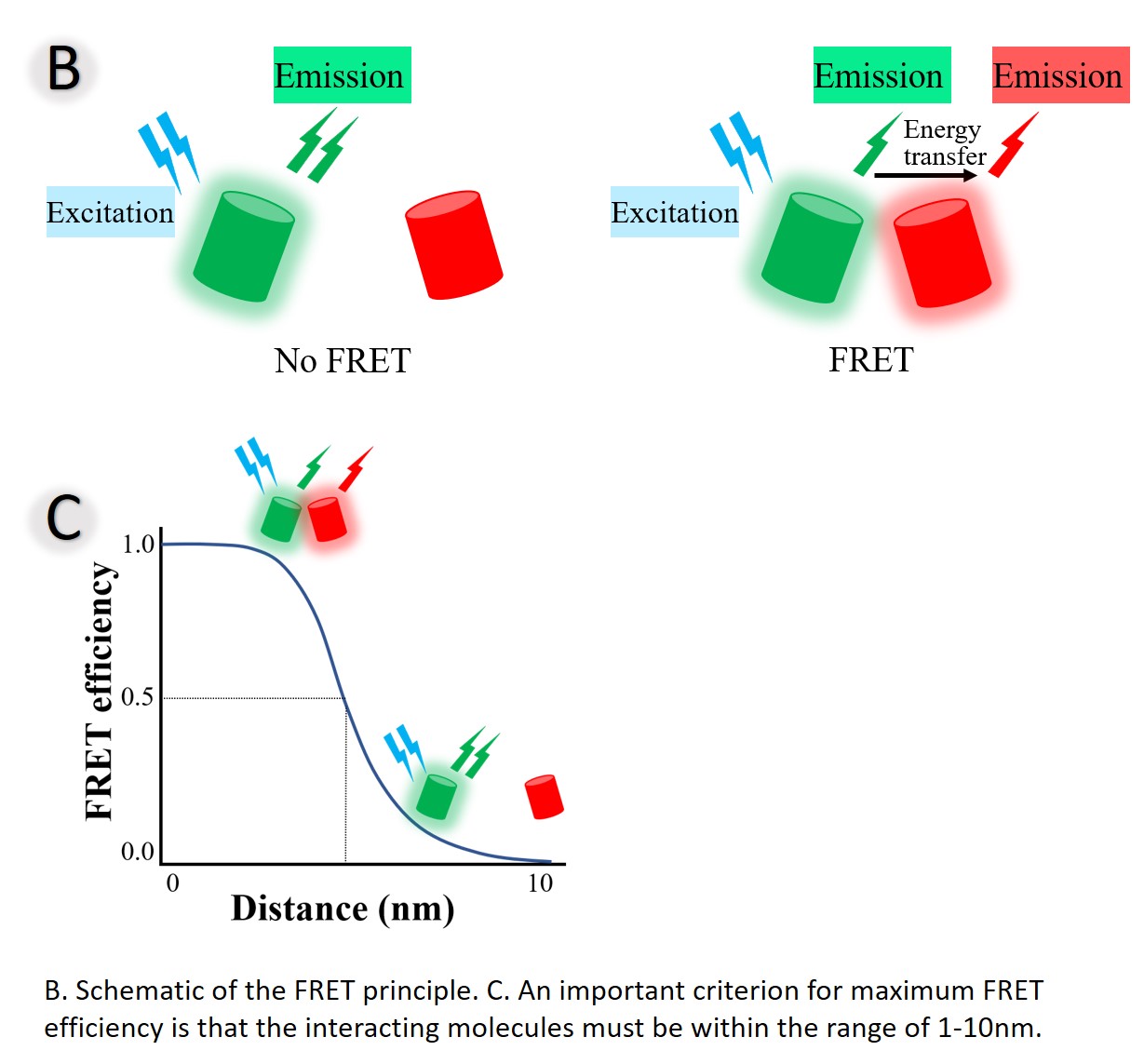 Schematic of the FRET principle