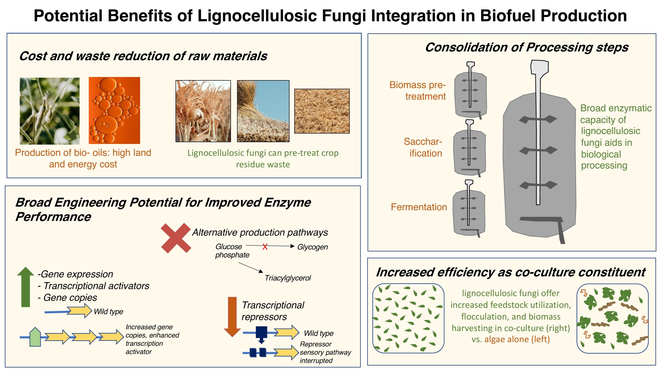 scaling up lignocellulosic biofuels