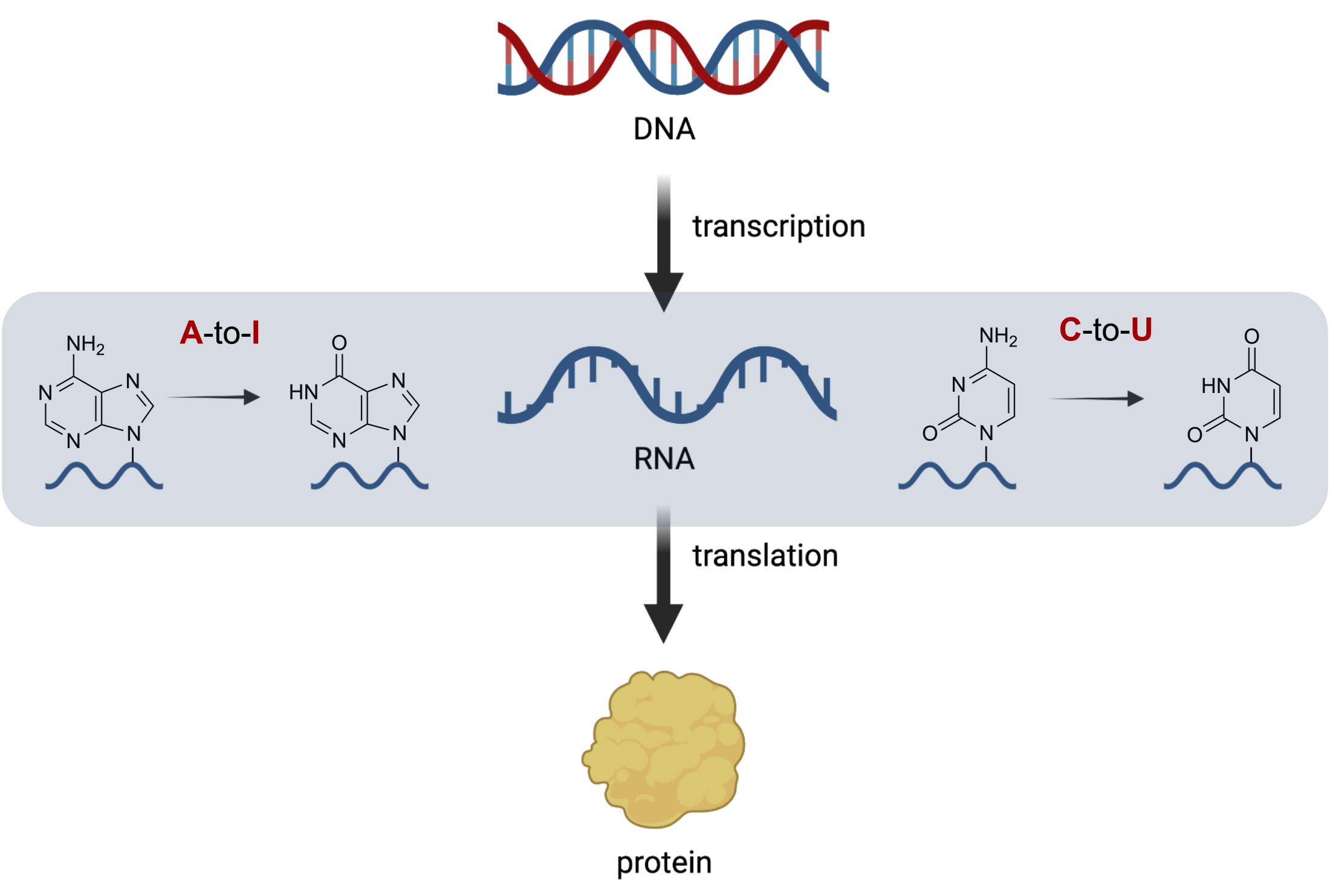 RNA Editing Diagram