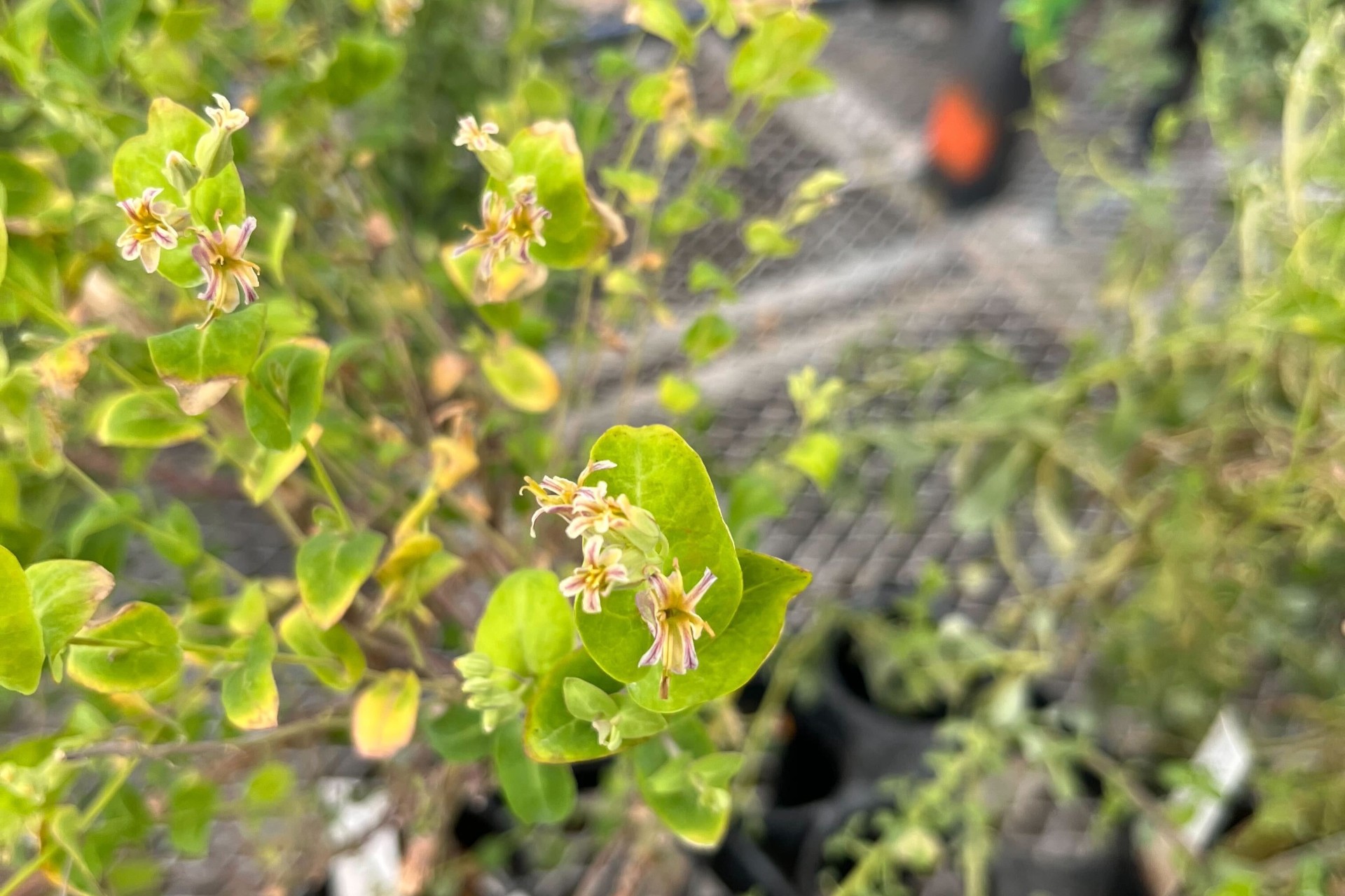 Top down view of Streptanthus flowers in the controlled environment facility that shows their four-part flower structure.