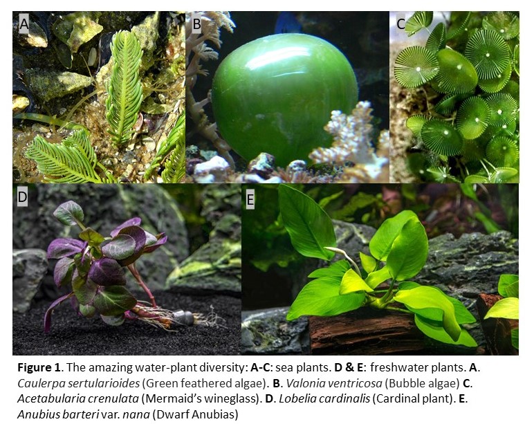 water-plant diversity