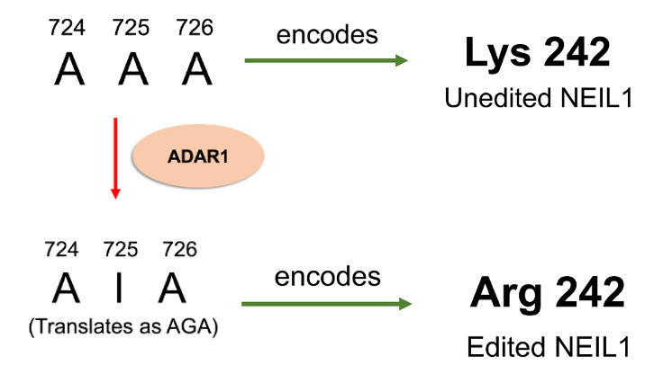 ADAR Editing Affects NEIL