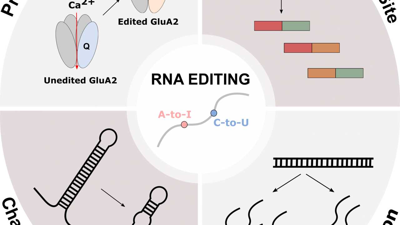 RNA Editing