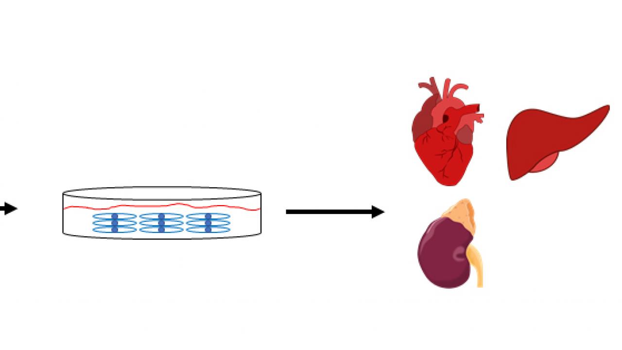 regenerative medicine
