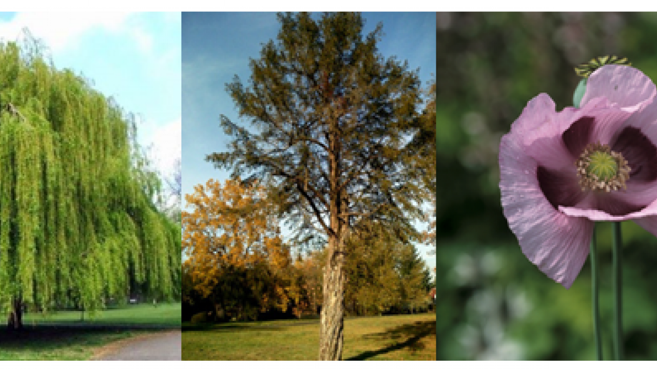 trees and plants