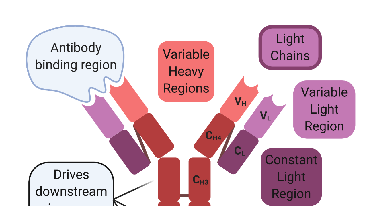 basic antibody structure