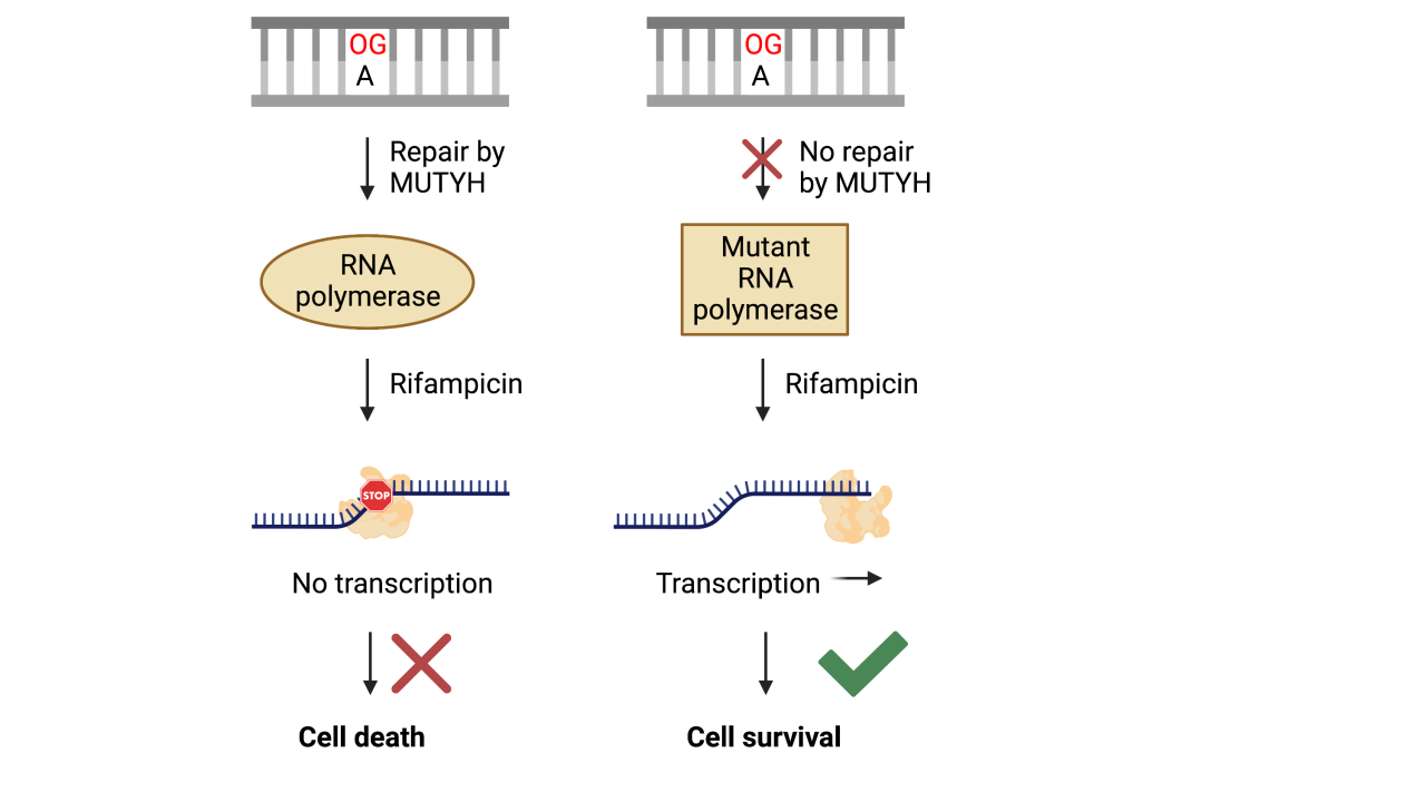 Rifampicin resistance assay scheme.