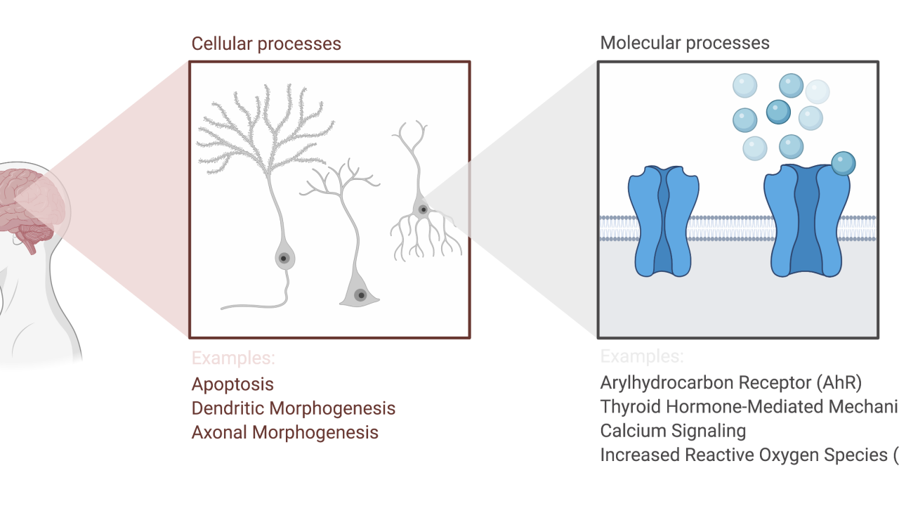 Disruption of cellular and molecular processes via PCBs that can cause neurobehavioral deficits/abnormalities
