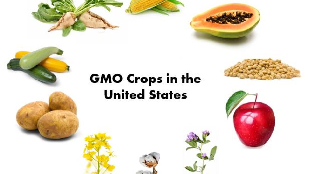 Genetically Modified Crops
