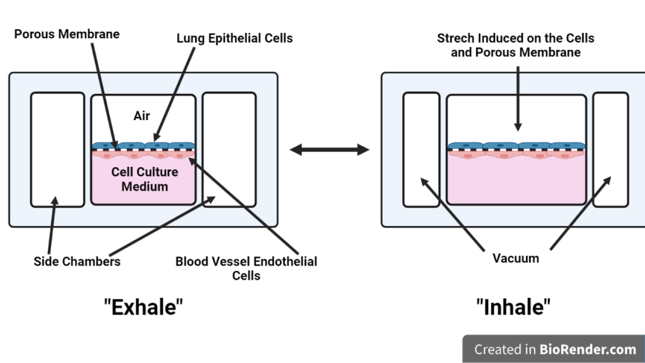 microfluidic organ