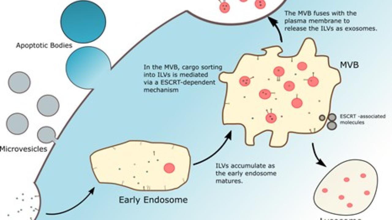 Extracellular vesicle activity