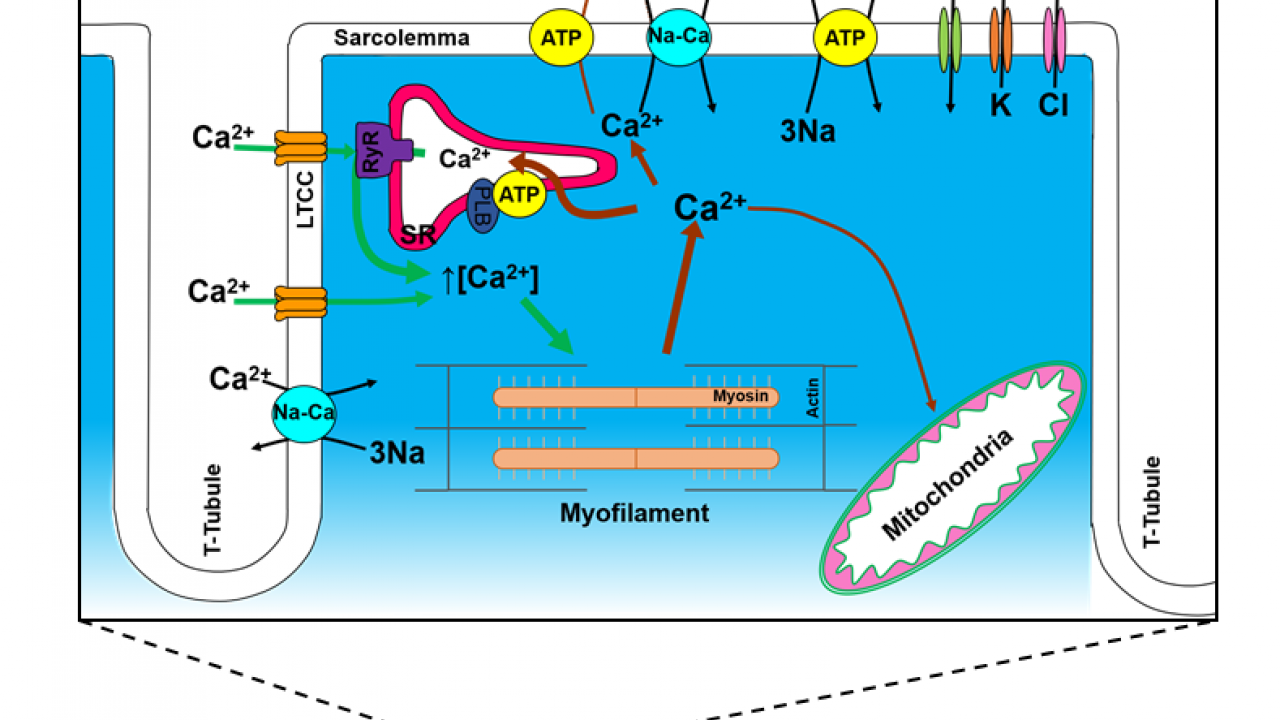 calcium signaling in cardiac myocytes