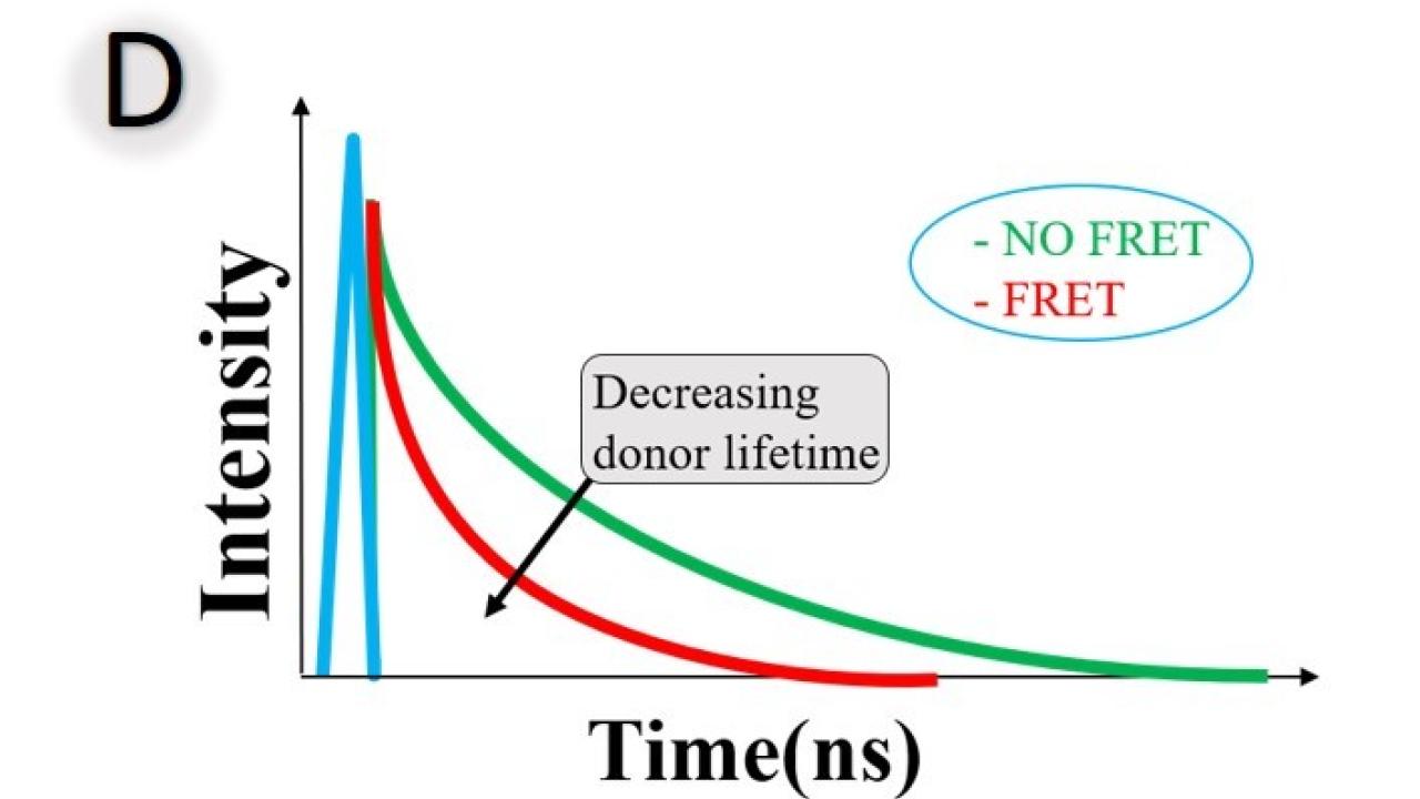 fluorescence lifetime cropped