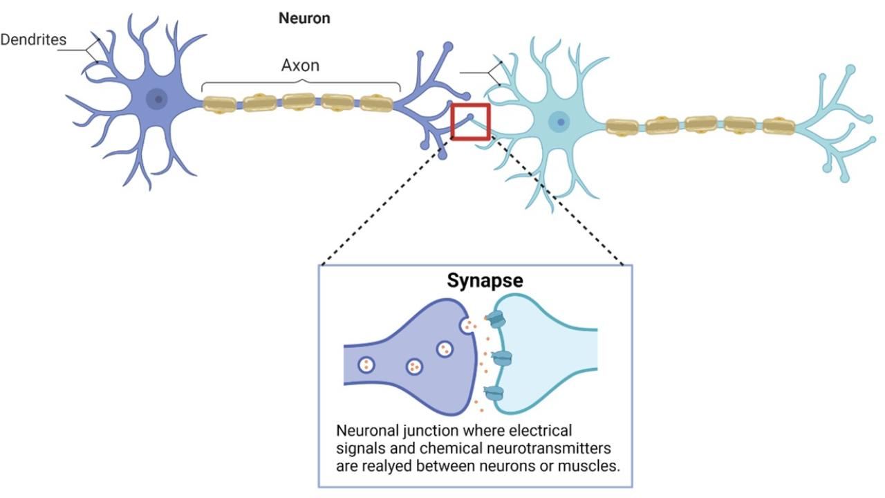 neuroplasticity