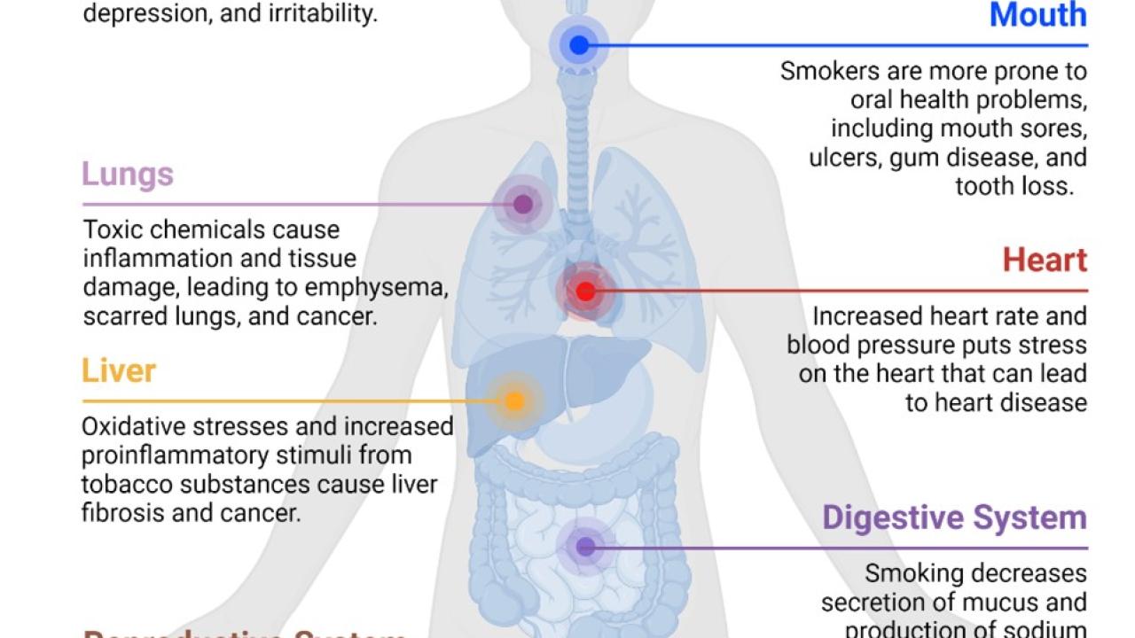tobacco effects