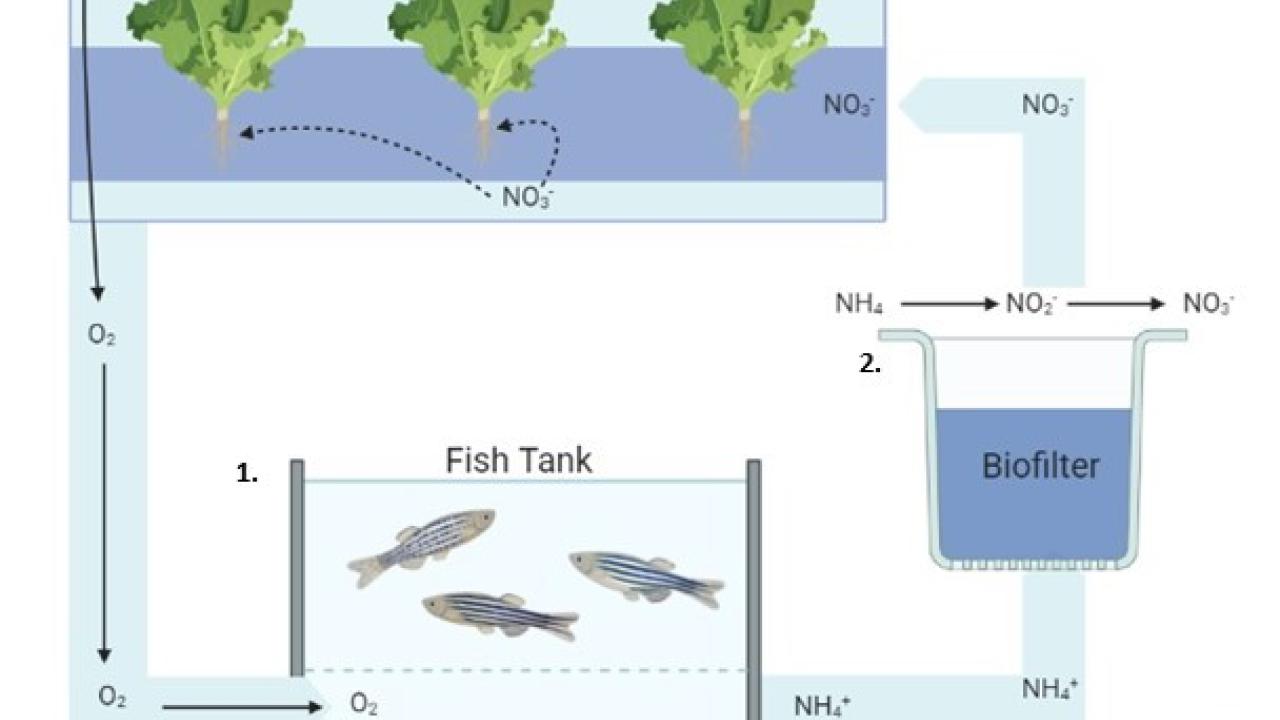 aquaponic system diagram