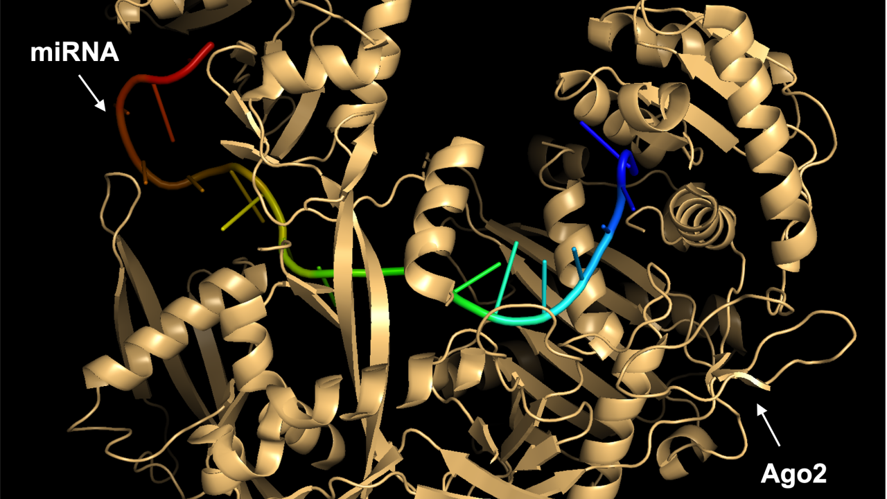 RNA and Protein