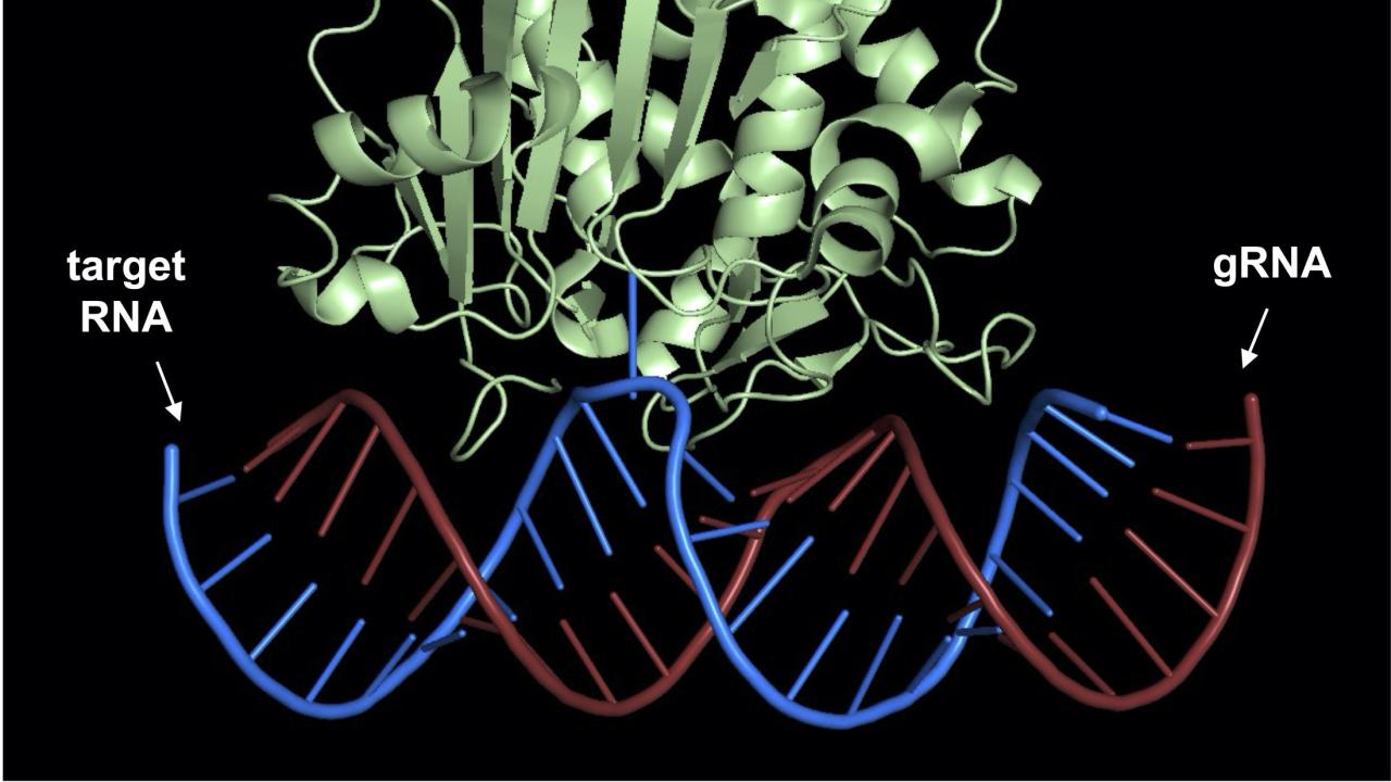 Site-directed RNA