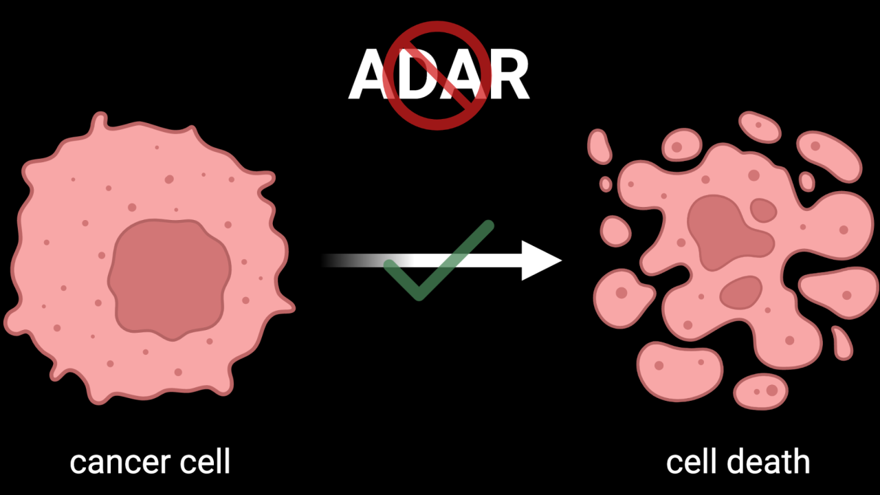ADAR