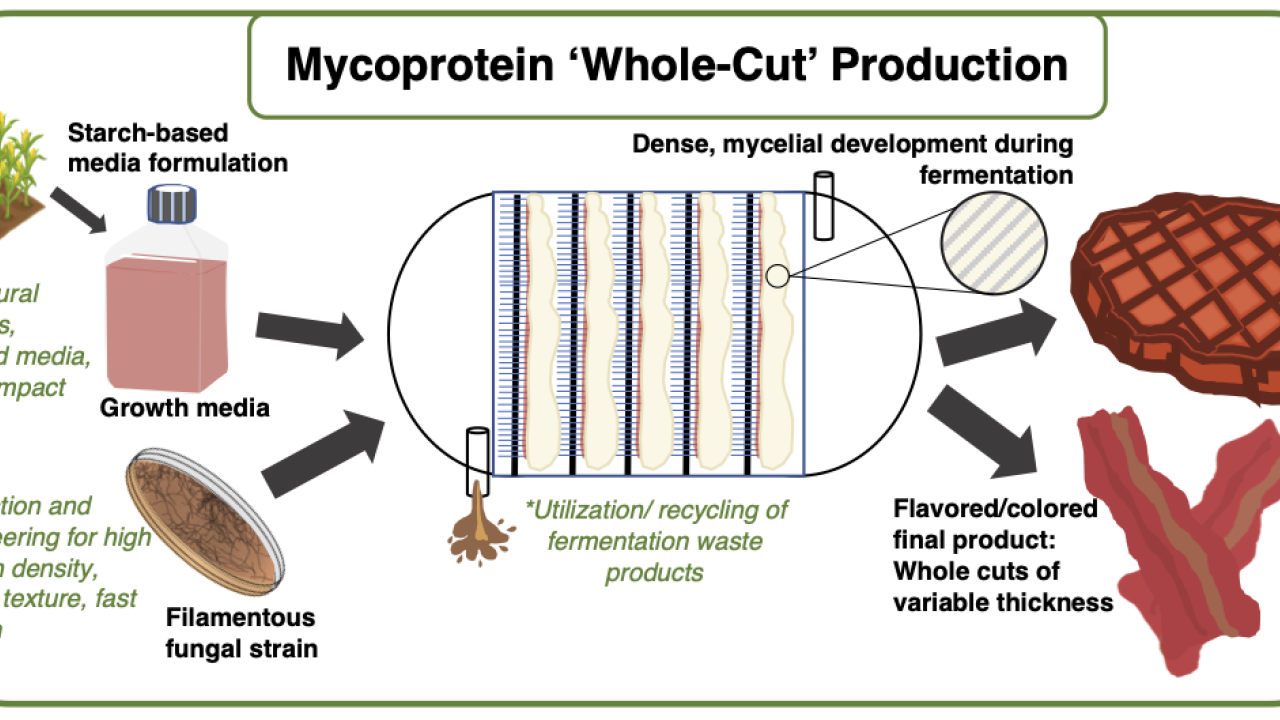 mycoprotein production