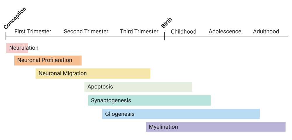 Timeline of human brain development.