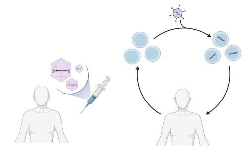 in vivo vs ex vivo gene therapy