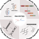 RNA Editing