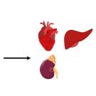 regenerative medicine
