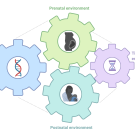 Neurodevelopmental disorder (NDD) risk factors