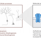 Disruption of cellular and molecular processes via PCBs that can cause neurobehavioral deficits/abnormalities