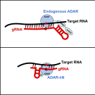 ADAR editing strategies