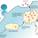 Extracellular vesicle activity