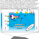 calcium signaling in cardiac myocytes