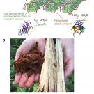 fungi
