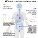 tobacco effects