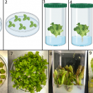 plant tissue culture cropped