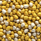 maize kernels