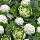 floral brassica