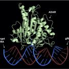 Site-directed RNA